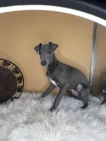 Jump pompi, a male Italian Greyhound for sale in Havana, AR – Photo 3 of 9