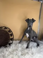 Jump pompi, a male Italian Greyhound for sale in Havana, AR – Photo 6 of 9