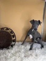 Jump pompi, a male Italian Greyhound for sale in Havana, AR – Photo 4 of 9