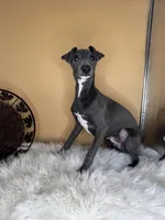 Jump pompi, a male Italian Greyhound for sale in Havana, AR – Photo 1 of 9