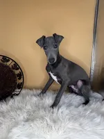 Jump pompi, a male Italian Greyhound for sale in Havana, AR – Photo 2 of 9