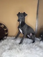 Jump pompi, a male Italian Greyhound for sale in Havana, AR – Photo 8 of 9