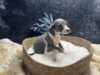 Pen/Bart, a male Italian Greyhound for sale in Havana, AR – 9 of 9