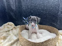 Piper 4M, a male Italian Greyhound for sale in Havana, AR – 5 of 8