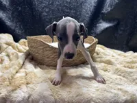 Bates, a male Italian Greyhound for sale in Havana, AR – 5 of 8