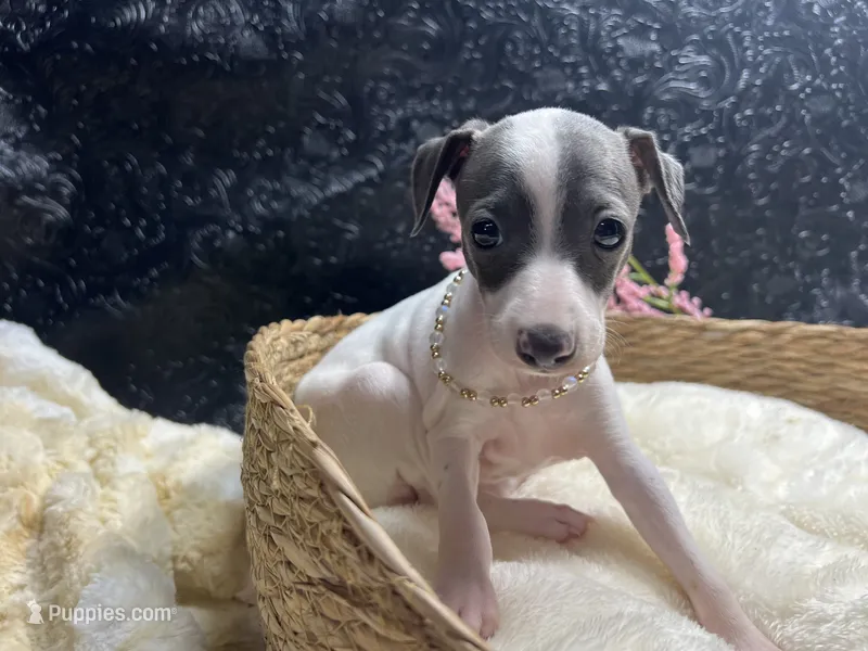 Rebel girl – Italian Greyhound puppy for sale in Havana, AR