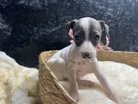 Rebel girl, a female Italian Greyhound for sale in Havana, AR – 1 of 7