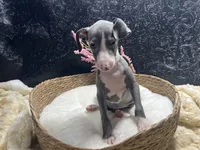 Pen/Bart, a female Italian Greyhound for sale in Havana, AR – 3 of 10