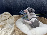 Piper 2 M, a male Italian Greyhound for sale in Havana, AR – 4 of 10