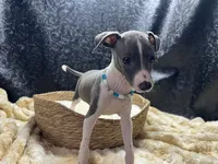 Bobby, a male Italian Greyhound for sale in Havana, AR – 7 of 8