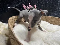 Till/Pete 5, a female Italian Greyhound for sale in Havana, AR – 2 of 10