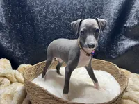 Brucie, a male Italian Greyhound for sale in Havana, AR – 6 of 8
