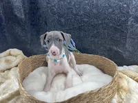Piper 4M, a male Italian Greyhound for sale in Havana, AR – 6 of 8