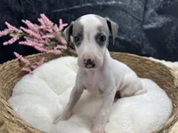 Giulia 4F, a female Italian Greyhound for sale in Havana, AR – 6 of 8