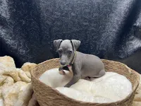 Brucie, a male Italian Greyhound for sale in Havana, AR – 3 of 8