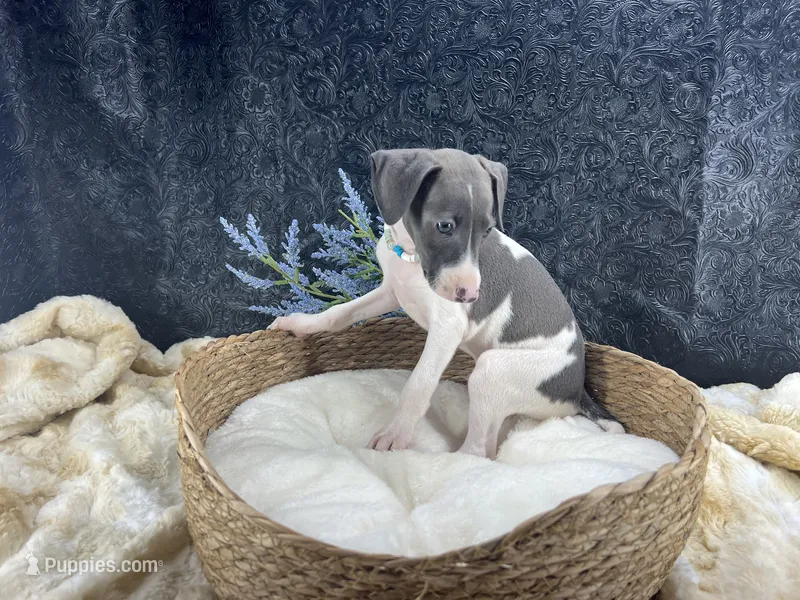 Piper 4M – Italian Greyhound puppy for sale in Havana, AR