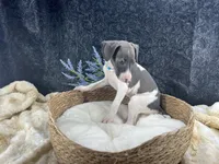 Piper 4M, a male Italian Greyhound for sale in Havana, AR – 1 of 8