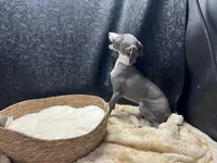 Barts boy, a male Italian Greyhound for sale in Havana, AR – 10 of 10