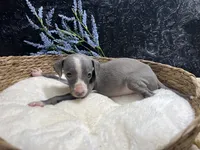 Till/Pete 4, a male Italian Greyhound for sale in Havana, AR – 7 of 8