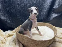 Babs, a female Italian Greyhound for sale in Havana, AR – 5 of 9