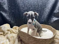 Bobby, a male Italian Greyhound for sale in Havana, AR – 2 of 8