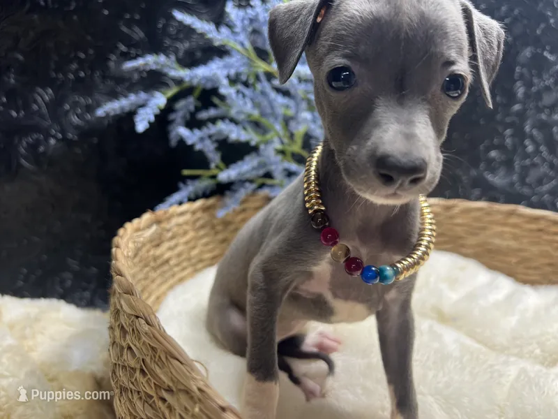 Till/Pete – Italian Greyhound puppy for sale in Havana, AR