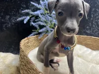 Till/Pete, a male Italian Greyhound for sale in Havana, AR – 1 of 10
