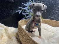 Till/Pete, a male Italian Greyhound for sale in Havana, AR – 5 of 10
