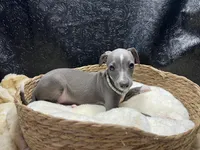 Becker, a male Italian Greyhound for sale in Havana, AR – 3 of 7