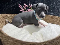 Storm2, a female Italian Greyhound for sale in Havana, AR – 6 of 8