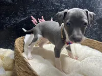 Storm 3, a female Italian Greyhound for sale in Havana, AR – 7 of 9