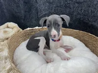 Piper 1 F, a female Italian Greyhound for sale in Havana, AR – 7 of 8