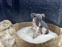 Piper 1 F, a female Italian Greyhound for sale in Havana, AR – 8 of 8