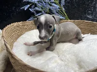 Till/Pete 2, a male Italian Greyhound for sale in Havana, AR – 2 of 8