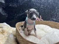 Storm2, a female Italian Greyhound for sale in Havana, AR – 5 of 8