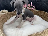 Piper 3 F, a female Italian Greyhound for sale in Havana, AR – 7 of 8