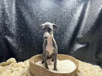 Barts boy, a male Italian Greyhound for sale in Havana, AR – 6 of 10