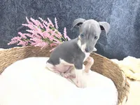 Piper 3 F, a female Italian Greyhound for sale in Havana, AR – 8 of 8