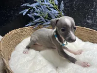 Weston, a male Italian Greyhound for sale in Havana, AR – 9 of 10