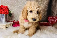 Jupiter, a male Goldendoodle for sale in Havana, AR – Photo 9 of 10