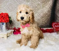 Jupiter, a male Goldendoodle for sale in Havana, AR – Photo 2 of 10