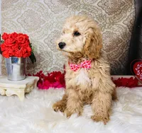 Jupiter, a male Goldendoodle for sale in Havana, AR – Photo 10 of 10