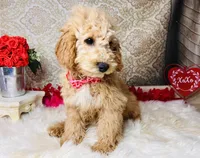 Jupiter, a male Goldendoodle for sale in Havana, AR – Photo 6 of 10