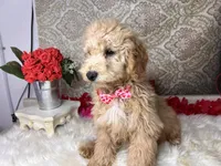 Jupiter, a male Goldendoodle for sale in Havana, AR – Photo 5 of 10