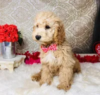 Jupiter, a male Goldendoodle for sale in Havana, AR – Photo 8 of 10
