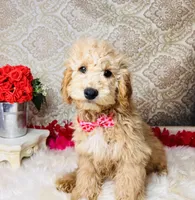 Jupiter, a male Goldendoodle for sale in Havana, AR – Photo 7 of 10