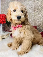 Jupiter, a male Goldendoodle for sale in Havana, AR – Photo 3 of 10