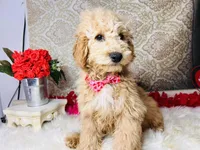 Jupiter, a male Goldendoodle for sale in Havana, AR – Photo 1 of 10
