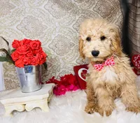 Jupiter, a male Goldendoodle for sale in Havana, AR – Photo 4 of 10