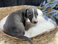 Giulia 3M, a male Italian Greyhound for sale in Havana, AR – 6 of 8